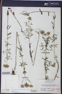 Pycnanthemum flexuosum image