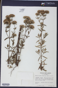 Pycnanthemum flexuosum image