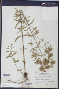 Pycnanthemum flexuosum image