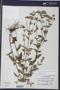 Pycnanthemum flexuosum image