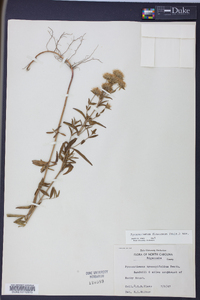 Pycnanthemum flexuosum image