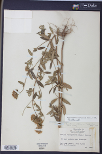 Pycnanthemum flexuosum image