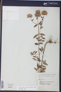 Pycnanthemum flexuosum image