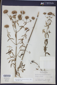 Pycnanthemum flexuosum image