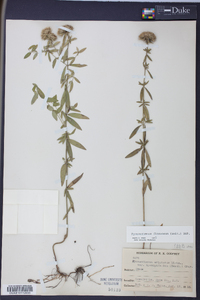 Pycnanthemum flexuosum image