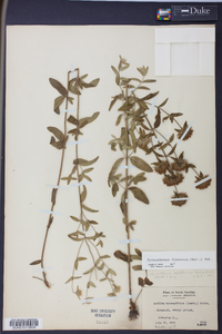 Pycnanthemum flexuosum image