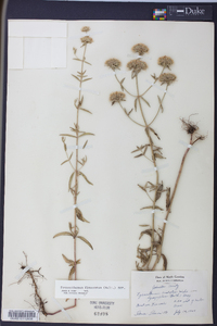 Pycnanthemum flexuosum image