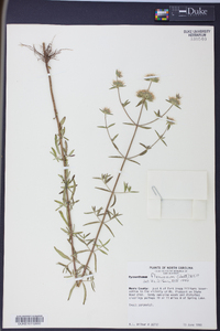 Pycnanthemum flexuosum image