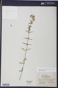 Pycnanthemum flexuosum image