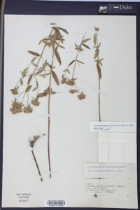 Pycnanthemum flexuosum image