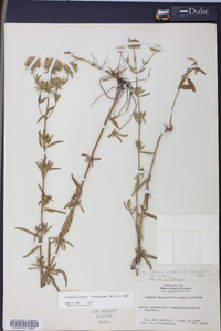 Pycnanthemum flexuosum image