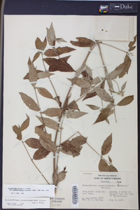 Pycnanthemum pycnanthemoides image