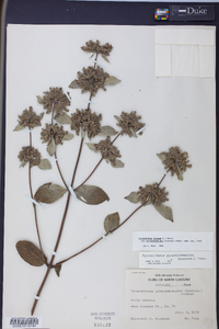 Pycnanthemum pycnanthemoides image