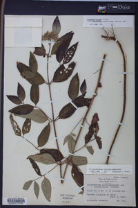 Pycnanthemum incanum image