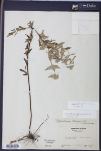 Pycnanthemum albescens image