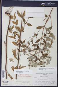 Pycnanthemum albescens image