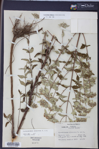 Pycnanthemum albescens image