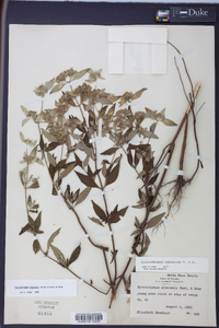 Pycnanthemum albescens image