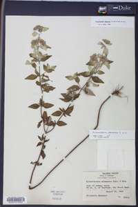 Pycnanthemum albescens image