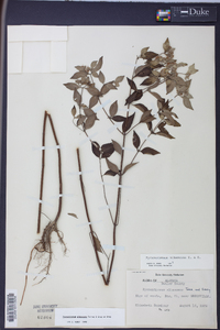 Pycnanthemum albescens image