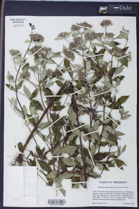 Pycnanthemum albescens image