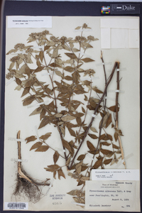 Pycnanthemum albescens image