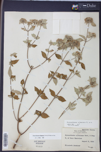 Pycnanthemum albescens image
