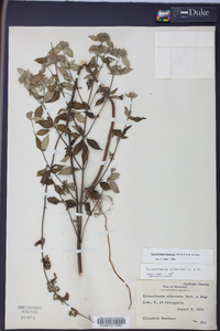 Pycnanthemum albescens image