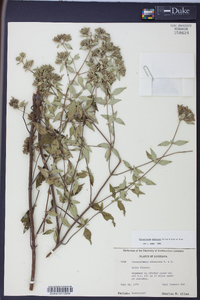 Pycnanthemum albescens image