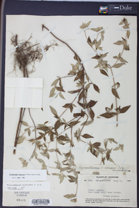 Pycnanthemum albescens image