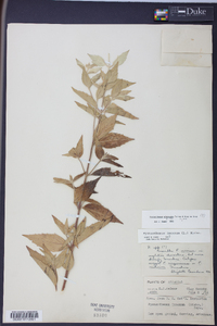 Pycnanthemum albescens image