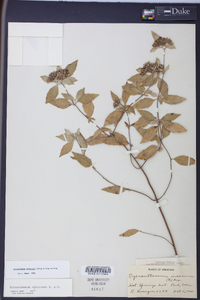 Pycnanthemum albescens image