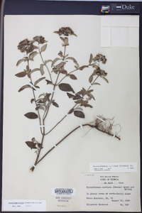 Pycnanthemum curvipes image