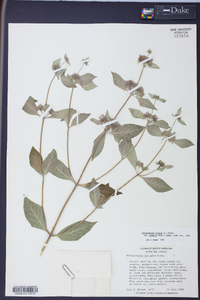 Pycnanthemum incanum image