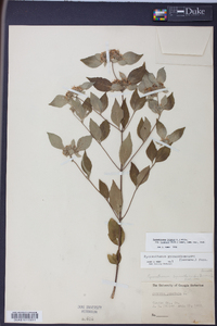 Pycnanthemum incanum image