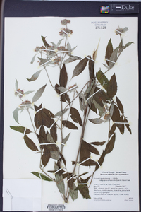 Pycnanthemum incanum image