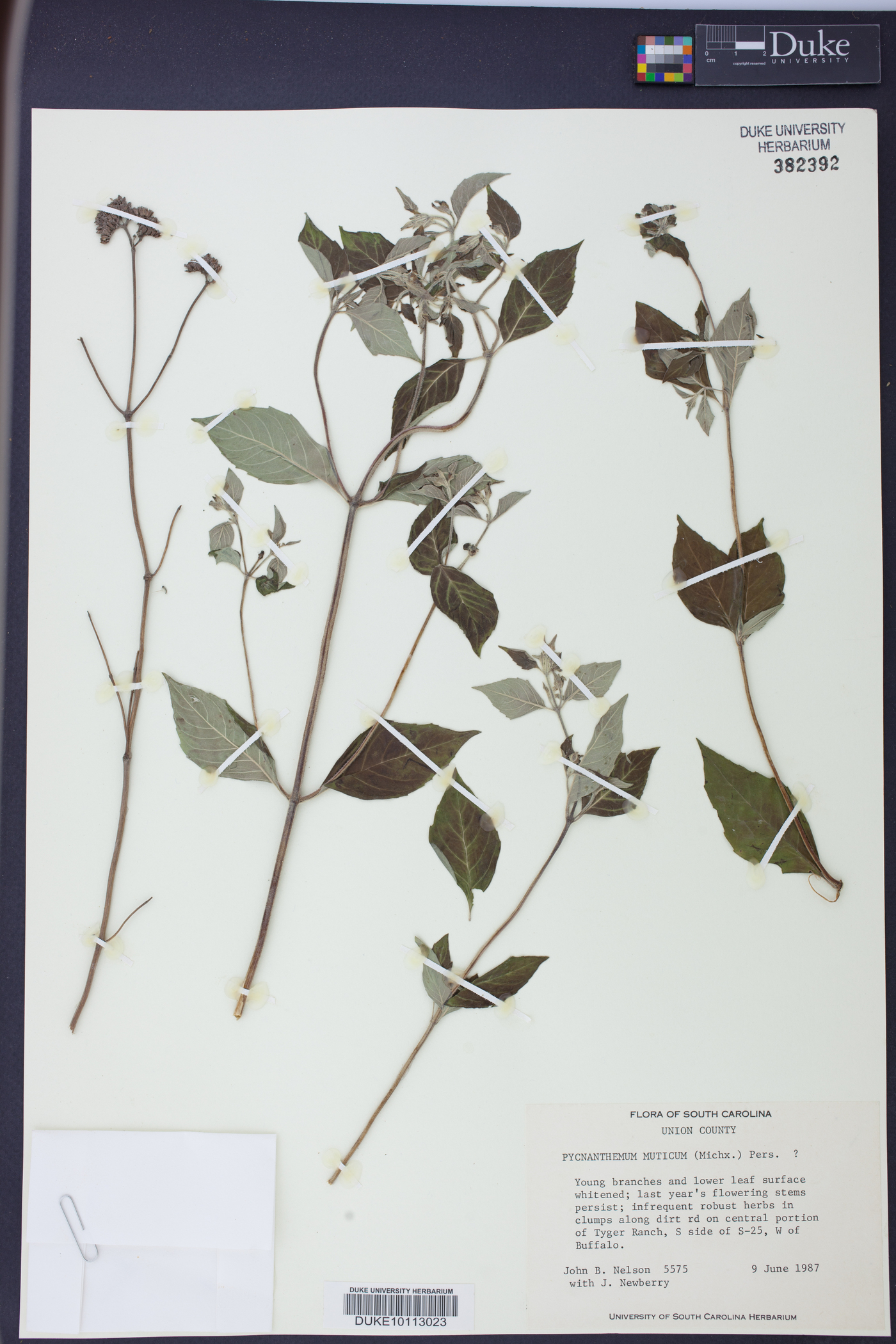 Pycnanthemum muticum image