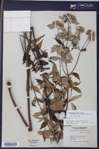 Pycnanthemum incanum image