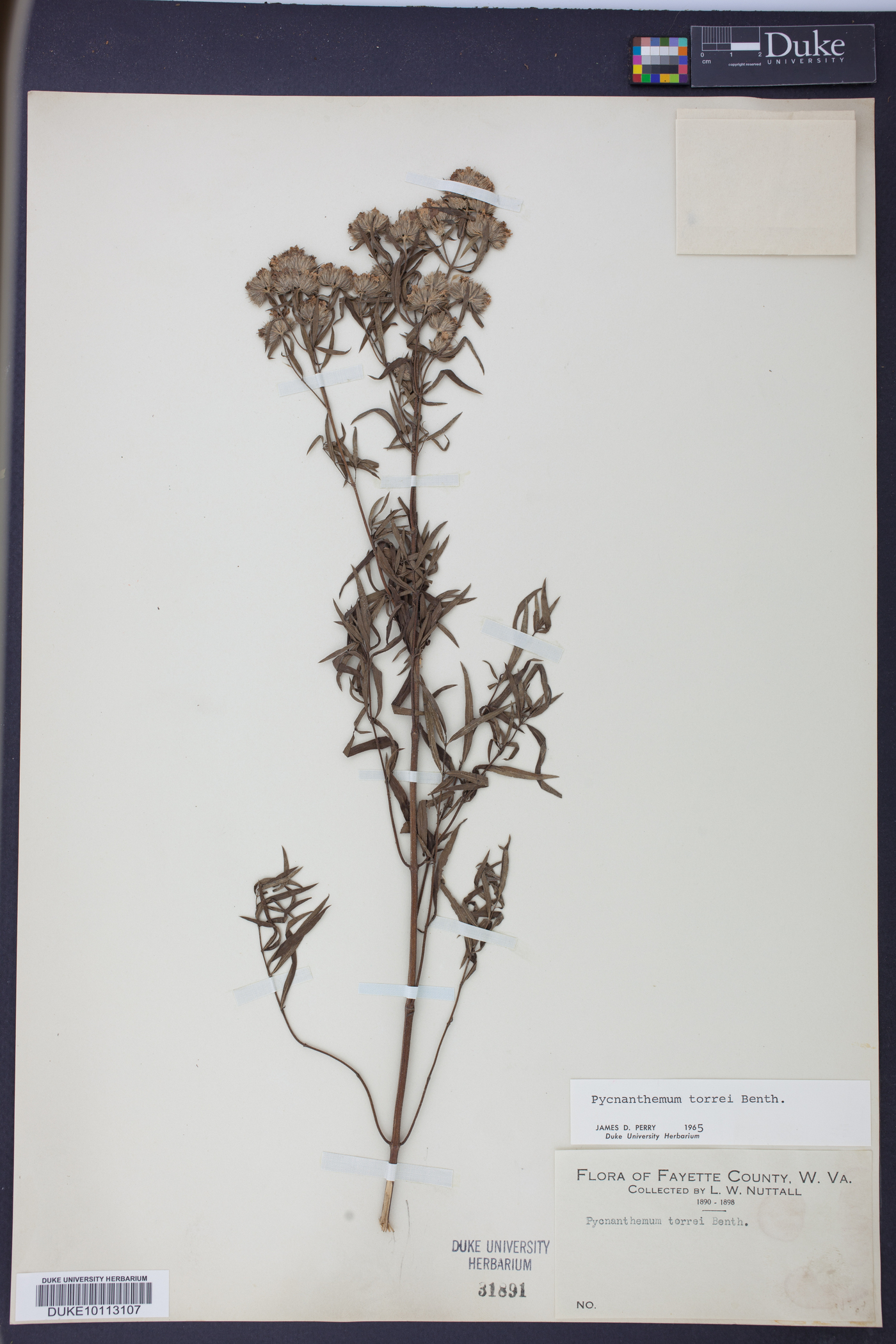 Pycnanthemum torreyi image