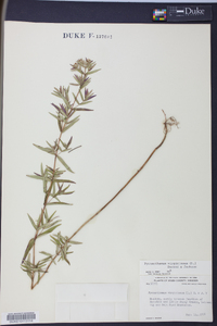 Pycnanthemum virginianum image