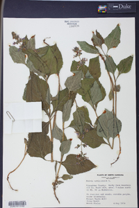 Salvia urticifolia image