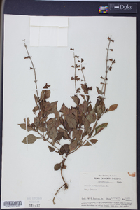 Salvia urticifolia image