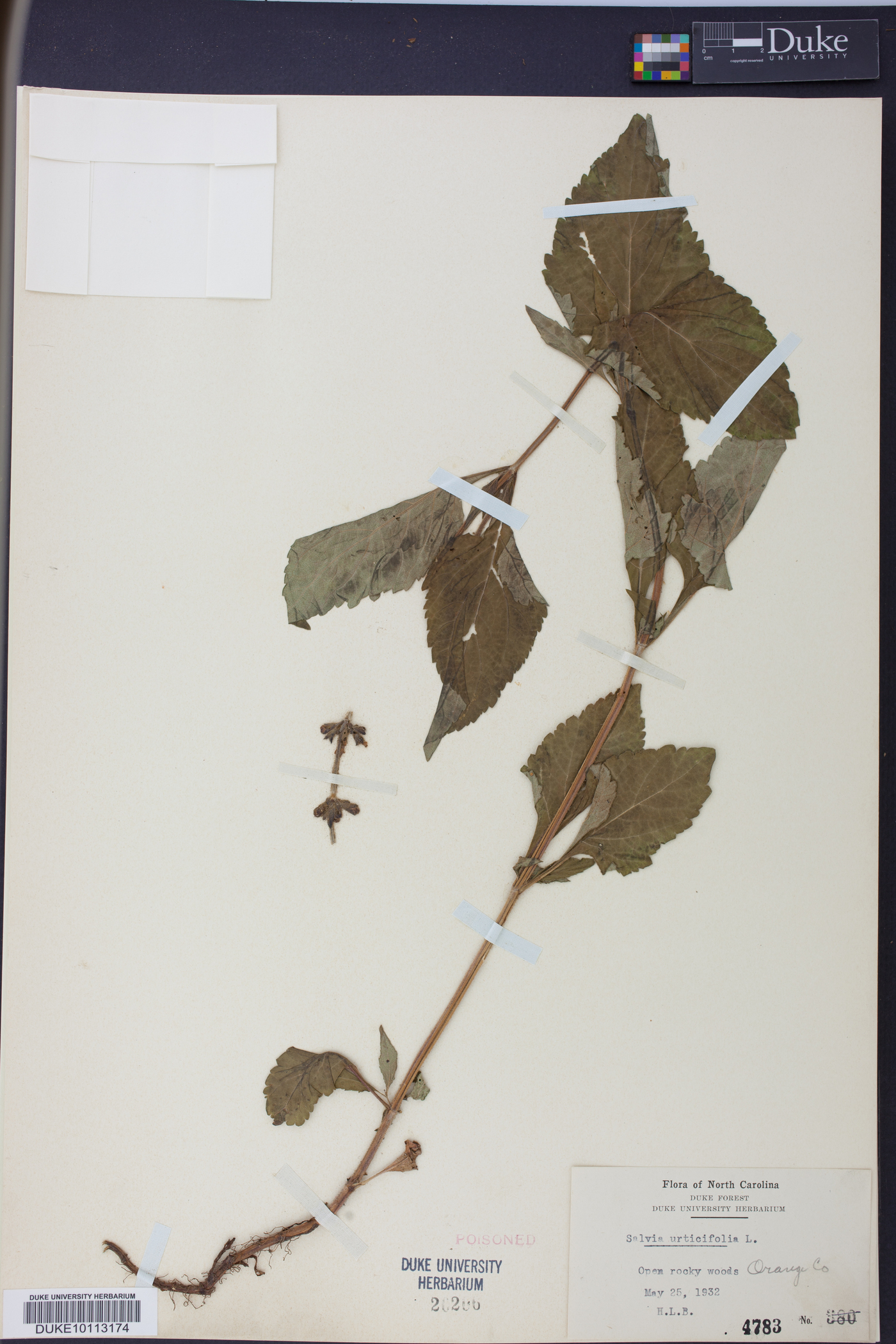 Salvia urticifolia image