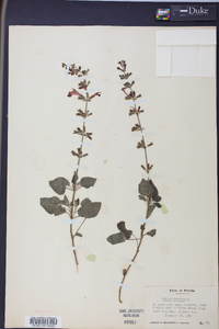 Salvia coccinea image