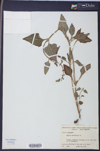 Salvia urticifolia image