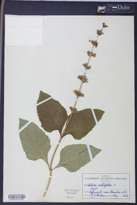 Salvia urticifolia image