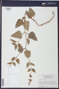 Salvia urticifolia image
