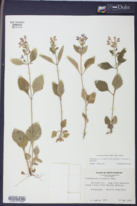 Scutellaria elliptica image
