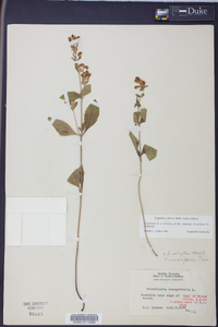 Scutellaria elliptica image