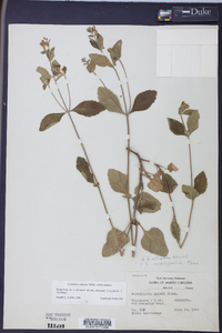 Scutellaria elliptica image